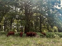 Rinderherde grast vor Hutewald auf Kühbacherwiese